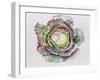 January King Cabbage-Alison Cooper-Framed Giclee Print