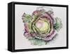 January King Cabbage-Alison Cooper-Framed Stretched Canvas