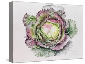 January King Cabbage-Alison Cooper-Stretched Canvas