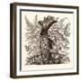 January. Pteris Argentea. Andiantum Formosum. Sarracenia Drummondi. Adiantum Cultratum. Pteris Macr-null-Framed Giclee Print