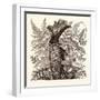 January. Pteris Argentea. Andiantum Formosum. Sarracenia Drummondi. Adiantum Cultratum. Pteris Macr-null-Framed Giclee Print