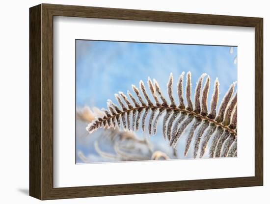 January Snow in Mill Creek, Washington State neighborhood-Stuart Westmorland-Framed Photographic Print