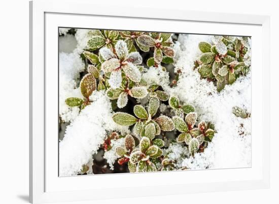 January Snow in Mill Creek, Washington State neighborhood-Stuart Westmorland-Framed Premium Photographic Print