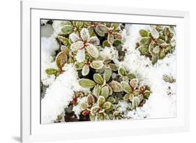 January Snow in Mill Creek, Washington State neighborhood-Stuart Westmorland-Framed Premium Photographic Print