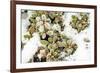 January Snow in Mill Creek, Washington State neighborhood-Stuart Westmorland-Framed Premium Photographic Print