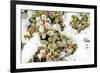 January Snow in Mill Creek, Washington State neighborhood-Stuart Westmorland-Framed Premium Photographic Print