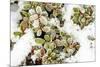 January Snow in Mill Creek, Washington State neighborhood-Stuart Westmorland-Mounted Premium Photographic Print