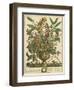 January-Robert Furber-Framed Art Print