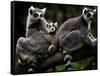 Japan Animal Lemur-Itsuo Inouye-Framed Stretched Canvas