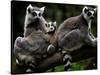 Japan Animal Lemur-Itsuo Inouye-Stretched Canvas