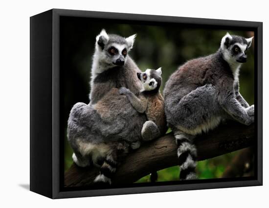 Japan Animal Lemur-Itsuo Inouye-Framed Stretched Canvas