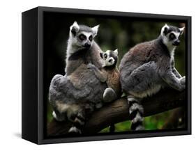 Japan Animal Lemur-Itsuo Inouye-Framed Stretched Canvas