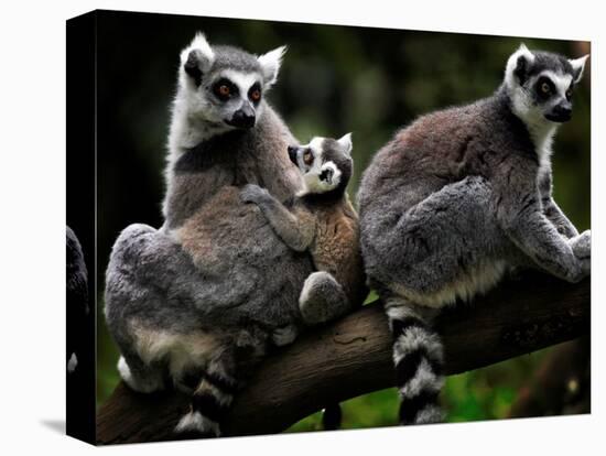 Japan Animal Lemur-Itsuo Inouye-Stretched Canvas