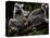 Japan Animal Lemur-Itsuo Inouye-Stretched Canvas