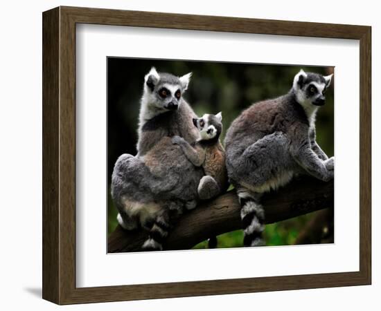 Japan Animal Lemur-Itsuo Inouye-Framed Photographic Print