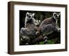 Japan Animal Lemur-Itsuo Inouye-Framed Photographic Print