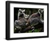 Japan Animal Lemur-Itsuo Inouye-Framed Photographic Print