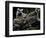 Japan Animal Lemur-Itsuo Inouye-Framed Photographic Print