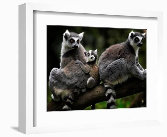 Japan Animal Lemur-Itsuo Inouye-Framed Photographic Print