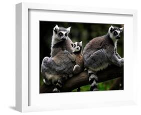 Japan Animal Lemur-Itsuo Inouye-Framed Photographic Print