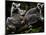Japan Animal Lemur-Itsuo Inouye-Mounted Photographic Print
