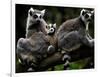 Japan Animal Lemur-Itsuo Inouye-Framed Photographic Print