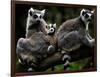 Japan Animal Lemur-Itsuo Inouye-Framed Photographic Print