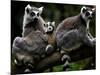 Japan Animal Lemur-Itsuo Inouye-Mounted Photographic Print