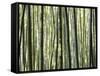 Japan, Chubu Region, Kyoto, Arashiyama, Close Up of a Bamboo Forest-Nick Ledger-Framed Stretched Canvas