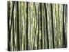 Japan, Chubu Region, Kyoto, Arashiyama, Close Up of a Bamboo Forest-Nick Ledger-Stretched Canvas