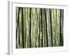 Japan, Chubu Region, Kyoto, Arashiyama, Close Up of a Bamboo Forest-Nick Ledger-Framed Photographic Print