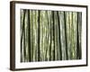 Japan, Chubu Region, Kyoto, Arashiyama, Close Up of a Bamboo Forest-Nick Ledger-Framed Photographic Print