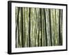 Japan, Chubu Region, Kyoto, Arashiyama, Close Up of a Bamboo Forest-Nick Ledger-Framed Photographic Print