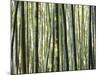 Japan, Chubu Region, Kyoto, Arashiyama, Close Up of a Bamboo Forest-Nick Ledger-Mounted Photographic Print