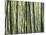 Japan, Chubu Region, Kyoto, Arashiyama, Close Up of a Bamboo Forest-Nick Ledger-Mounted Photographic Print