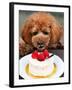 Japan Dog Christmas Cake-Itsuo Inouye-Framed Premium Photographic Print