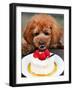 Japan Dog Christmas Cake-Itsuo Inouye-Framed Photographic Print