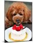 Japan Dog Christmas Cake-Itsuo Inouye-Mounted Photographic Print