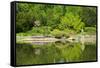 Japan Garden in Spring, Wroclaw, Poland-neirfy-Framed Stretched Canvas