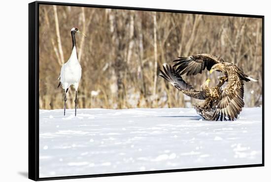 Japan, Hokkaido, Fighting Eagles-Hollice Looney-Framed Stretched Canvas