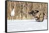 Japan, Hokkaido, Fighting Eagles-Hollice Looney-Framed Stretched Canvas