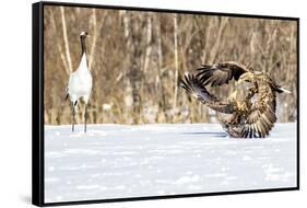 Japan, Hokkaido, Fighting Eagles-Hollice Looney-Framed Stretched Canvas