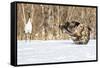 Japan, Hokkaido, Fighting Eagles-Hollice Looney-Framed Stretched Canvas