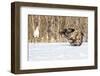 Japan, Hokkaido, Fighting Eagles-Hollice Looney-Framed Photographic Print