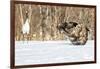 Japan, Hokkaido, Fighting Eagles-Hollice Looney-Framed Photographic Print