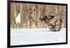 Japan, Hokkaido, Fighting Eagles-Hollice Looney-Framed Photographic Print