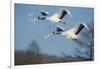 Japan, Hokkaido. Japanese cranes flying.-Jaynes Gallery-Framed Photographic Print