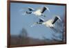 Japan, Hokkaido. Japanese cranes flying.-Jaynes Gallery-Framed Photographic Print