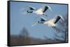 Japan, Hokkaido. Japanese cranes flying.-Jaynes Gallery-Framed Stretched Canvas