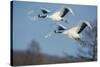 Japan, Hokkaido. Japanese cranes flying.-Jaynes Gallery-Stretched Canvas